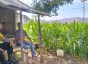 Dukung Ketahanan Pangan Nasional, Bhabinkamtibmas Polsek Manggelewa Pantau Lahan Jagung dan Edukasi Petani Manfaatkan Pekarangan