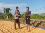 Dukung Ketahanan Pangan Nasional, Bhabinkamtibmas Polsek Hu’u Pantau Penjemuran Jagung Warga dan Dorong Penyaluran Hasil Panen ke Bulog