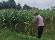 Polri mendukung Program ASTACITA, Petugas Polmas Polsek Parengan Polres Tuban sambang lokasi tanaman jagung di Desa Sukorejo Kec. Parengan