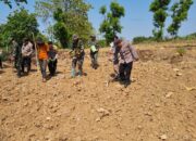 Anggota Polsek Bancar Bersama Forkopimcam dan Warga Gelar Penanaman Jagung Serentak di Desa Siding