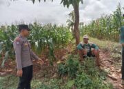 Polsek Montong Polres Tuban Turun Cek Tanaman jagung Warga di Desa Pakel