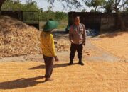 Polri Dukung Astacita, Polsek Semanding Polres Tuban Turun Cek Tanaman jagung milik Warga di Desa Prunggahan wetan