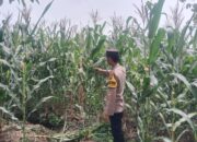 Polsek Singgahan Polres Tuban Turun Cek Tanaman jagung Warga di Desa Mulyorejo