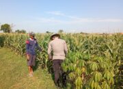 Polri Dukung Astacita, Polsek Jenu Polres Tuban jagung milik Warga di Desa Kaliuntu
