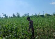 Polsek Tambakboyo Polres Tuban Turun Cek Tanaman jagung Warga di Desa Dasin