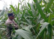 Polisi RW Desa Jamprong Polsek Kenduruan Polres Tuban Cek Langsung Perkembangan Tanaman Jagung Warga, Dukung Astacita Ketahanan Pangan