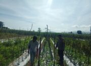 Bhabinkamtibmas Polsek Manggelewa Dorong Pemanfaatan Pekarangan Produktif, Wujud Dukungan Polri terhadap Program Ketahanan Pangan