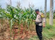 Polri Dukung Astacita, Polsek Palang Polres Tuban jagung milik Warga di Desa Tasikmadu