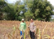 Polisi RW Polsek Senori Polres Tuban Monitoring Tanaman Jagung Milik Warga Desa Medalem Dukung Program Ketahanan Pangan