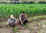 Polri Dukung Astacita, Polsek Grabagan Polres Tuban Turun Cek Tanaman jagung milik Warga di Desa Grabagan