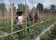 Babinsa Koramil 1606/Lingsar Kawal Ketahanan Pangan Desa, Hasil Tomat Diproyeksikan Dukung Dapur MBG dan KDKMP
