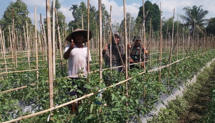 Babinsa Koramil 1606/Lingsar Kawal Ketahanan Pangan Desa, Hasil Tomat Diproyeksikan Dukung Dapur MBG dan KDKMP