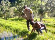Dukung Ketahanan Pangan, Bhabinkamtibmas Desa Tangkampulit Pantau Petani Bersihkan Lahan Sawah