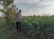 Polsek Montong Polres Tuban Turun Cek Tanaman jagung Warga di Desa Jetak
