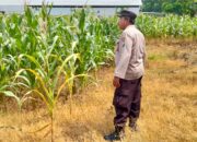 Polsek Plumpang Polres Tuban Turun Langsung Cek Tanaman Jagung Warga