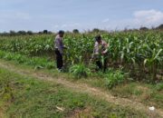 Dalam rangka Polri Dukung Program Astacita, Petugas Polmas Polsek Parengan Polres Tuban sambang lokasi tanaman jagung di Desa Parangbatu Kec. Parengan