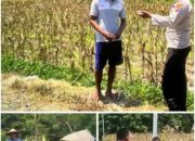 Polsek Soko polres Tuban Polda Jawa Timur Bergerak! Dukung Penuh Swasembada Pangan Presiden Prabowo Melalui Pendampingan Petani