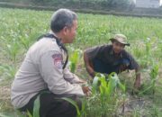 Bhabinkamtibmas Sandik Kawal Ketahanan Pangan Lewat Sektor Jagung