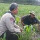 Kunci Sukses Panen Jagung, Babinkamtibmas Sandik Beri Edukasi Petani