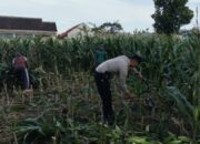 Polsek Labuapi Gerakkan Warga Tanam Jagung di Lahan Kosong