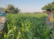 Bhabinkamtibmas Lombok Barat Turun ke Sawah, Dorong Ketahanan Pangan Desa