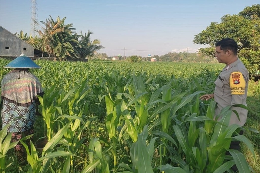 Strategi Polsek Labuapi Optimalkan Kualitas Panen Jagung di Lombok Barat