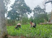 Bhabinkamtibmas Desa Selong Belanak Motivasi Petani Jagung Dukung Swasembada Pangan Nasional
