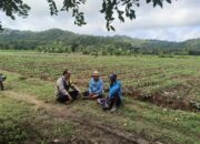 Bhabinkamtibmas Selong Belanak Dorong Petani Jagung Tingkatkan Produktivitas Dukung Swasembada Pangan