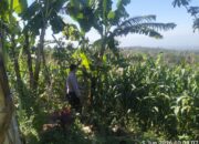 Bhabinkamtibmas Desa Aikprapa Aipda Agus Suputra Sambangi Petani Jagung, Ajak Dukung Program Swasembada Pangan
