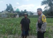 Cara Bhabinkamtibmas Desa Sandik Sukseskan Ketahanan Pangan