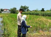 Bhabinkamtibmas Labuapi Dampingi Petani Sukseskan Ketahanan Pangan