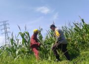 Polsek Labuapi Dorong Ketahanan Pangan Desa Kuranji Dalang