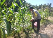 Bhabinkamtibmas Desa Paok Lombok Laksanakan Sambang dan Monitoring Ketahanan Pangan untuk Pererat Kemitraan dengan Warga