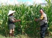 Strategi Polsek Labuapi Turun ke Sawah, Jaga Ketahanan Pangan Lewat Perawatan Jagung di Bagik Polak