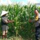 Bhabinkamtibmas Masuk Sawah di Josen Jogot, Kawal Ketahanan Pangan Sejak Fase Vegetatif Lanjut