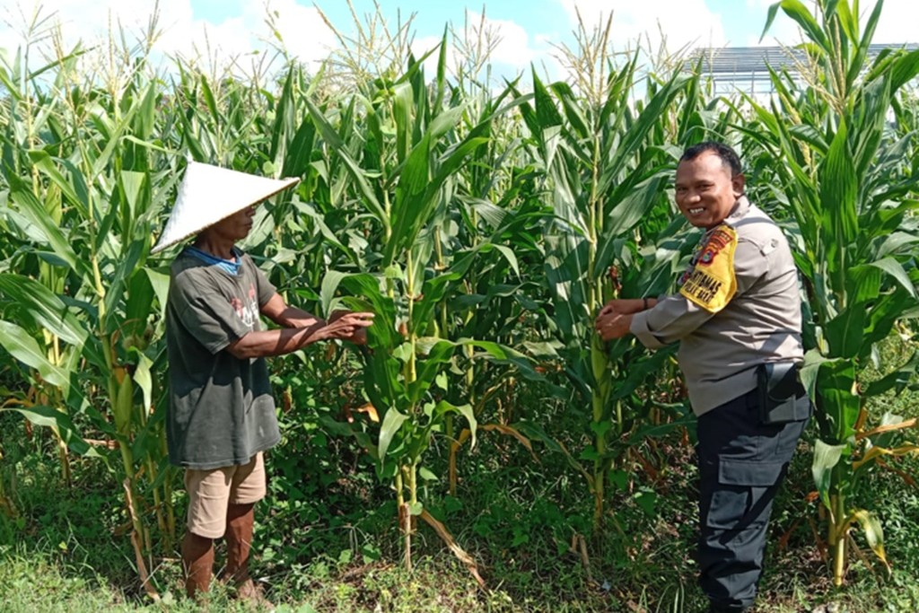 Bhabinkamtibmas Masuk Sawah di Josen Jogot, Kawal Ketahanan Pangan Sejak Fase Vegetatif Lanjut