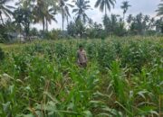 Bhabinkamtibmas Desa Danger Monitoring Ketahanan Pangan dan Ajak Warga Jaga Kamtibmas