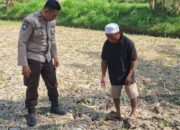 Bhabinkamtibmas Desa Embung Kandong Cek Perkembangan Tanaman Jagung Milik Warga di Dusun Tinggi