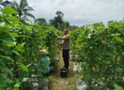 Bhabinkamtibmas Desa Lendang Nangka Utara Cek Lahan Pekarangan Pangan Bergizi