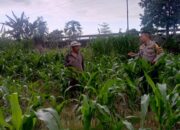 Polsek Labuapi Kawal Ketahanan Pangan dan Stabilitas Harga Pangan di Lombok Barat