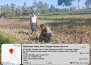 Bhabinkamtibmas Desa Kalianyar Jalin Silaturahmi dengan Ketua Kelompok Tani Suka Karya II dan Cek Perkembangan Tanaman Jagung Warga