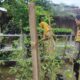 Sentuhan Humanis Polri di Desa Bengkel Dampingi Petani Rawat Padi demi Ketahanan Pangan