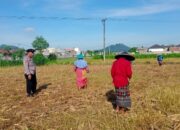 Polsek Labuapi Dampingi Petani Karang Bongkot Dorong Swasembada Pangan