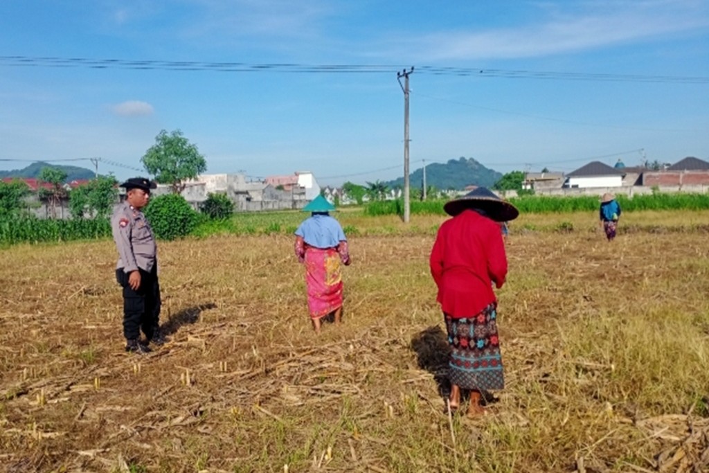 Bhabinkamtibmas Polsek Labuapi Turun ke Sawah Kawal Ketahanan Pangan
