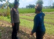 Bhabinkamtibmas Telagawaru Kawal Ketahanan Pangan Nasional di Sawah