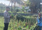 Polsek Labuapi Dampingi Petani Jagung Karang Bongkot