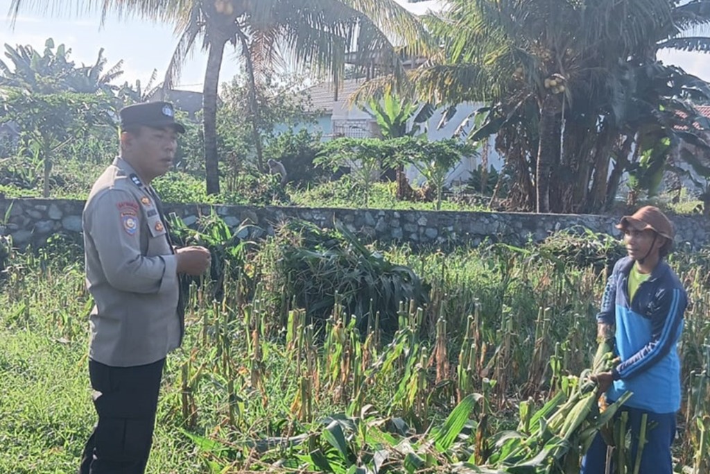 Bhabinkamtibmas Labuapi Edukasi Petani Jagung Antisipasi Hama