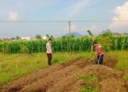 Dukung Ketahanan Pangan, Polsek Labuapi Turun Langsung Dampingi Petani di Lombok Barat
