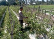 Bhabinkamtibmas Desa Kesik Cek Lahan Ketahanan Pangan Bergizi, Dukung Program Ketahanan Pangan Nasional