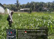 Bhabinkamtibmas Desa Leming Cek Lahan Jagung Milik Warga di Dusun Karmela Selatan